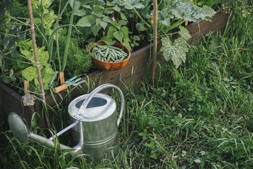 picture of garden with watering can