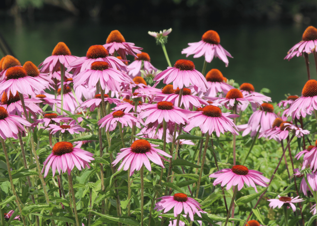 a garden bed of coneflowers