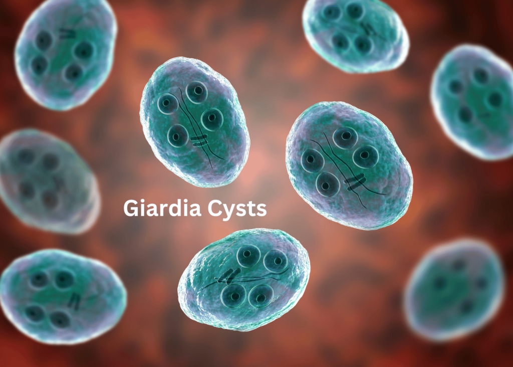 microscopic view of Giardia cysts