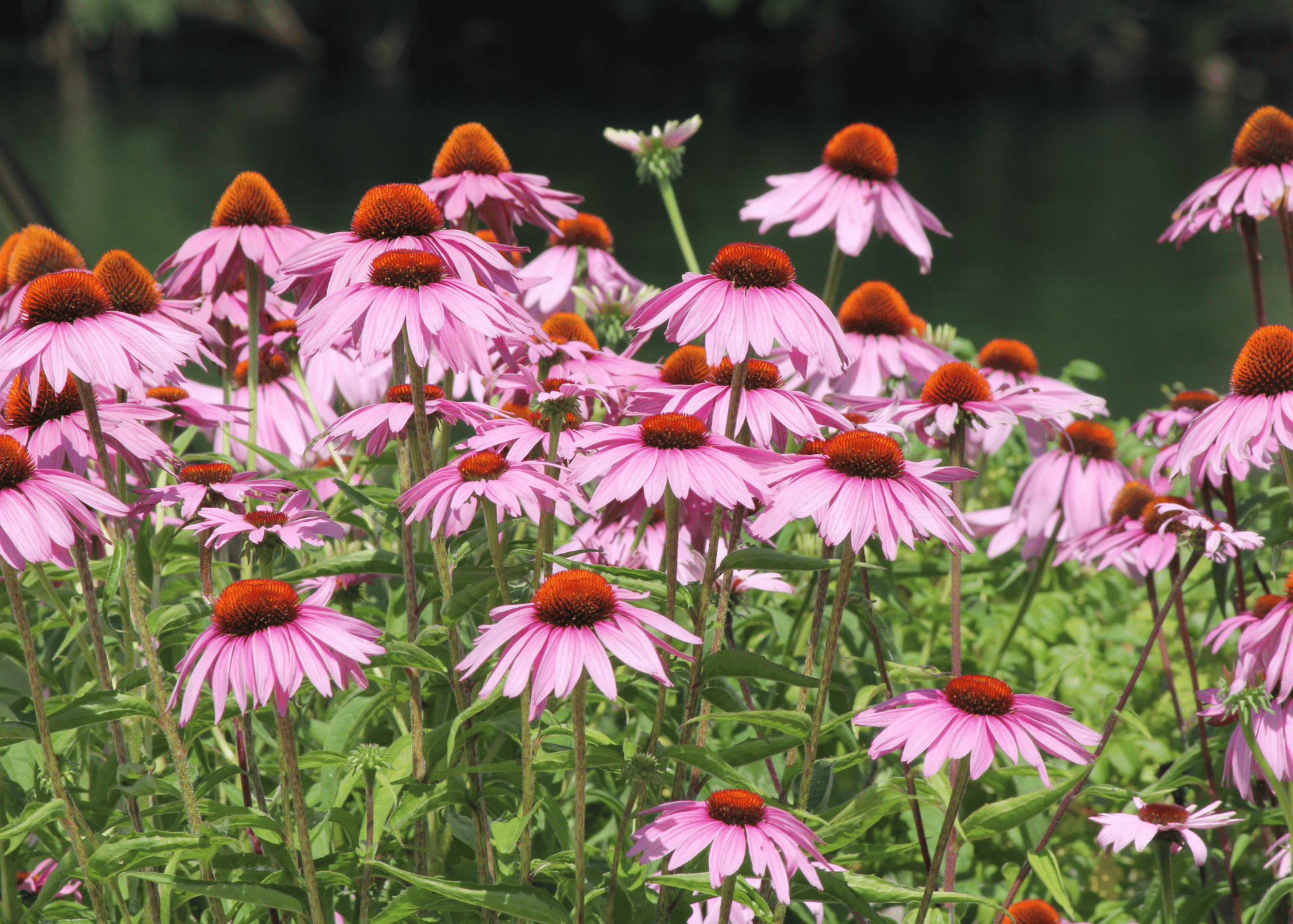 field of coneflower, also known as echniceae, plant great in the 10A garden or for preppers