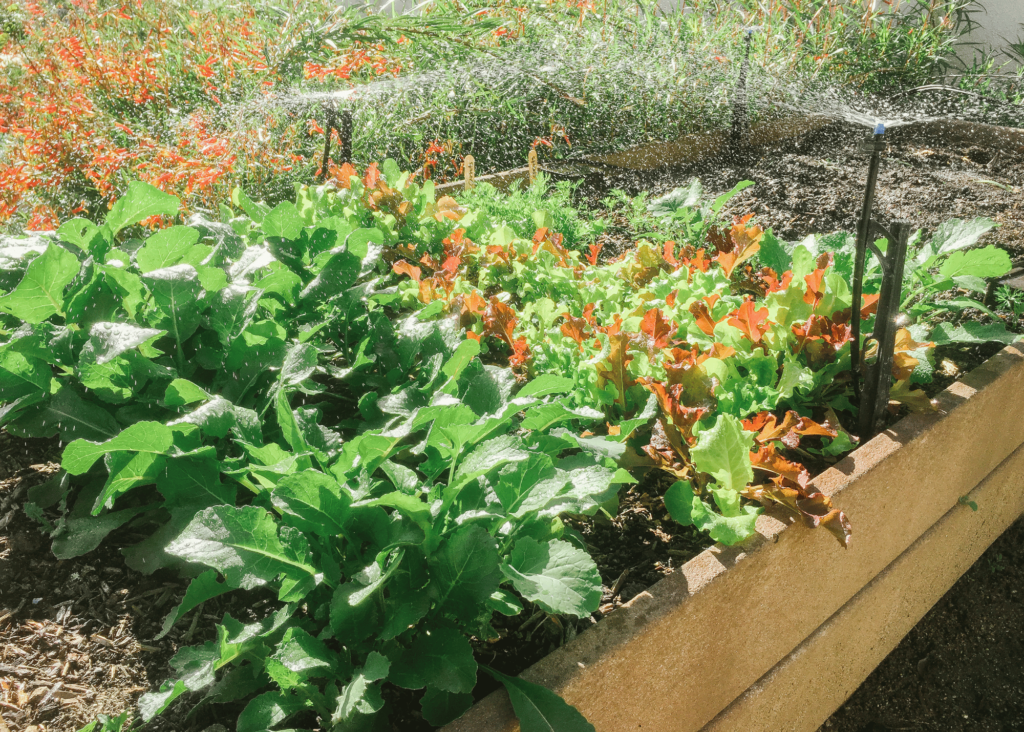 sprinkler watering a garden