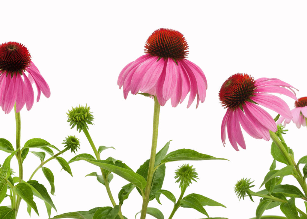 trio of coneflowers against a white background