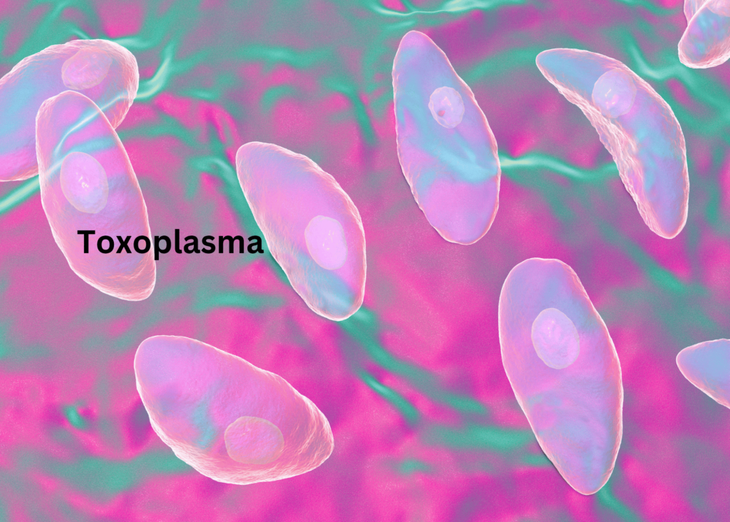 microscopic view of Toxoplasma organisms