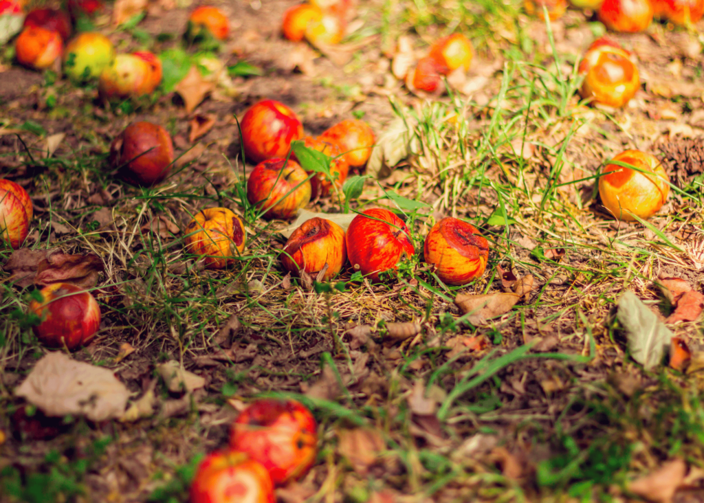 get veggie and fruit debris picked up to discourage pests