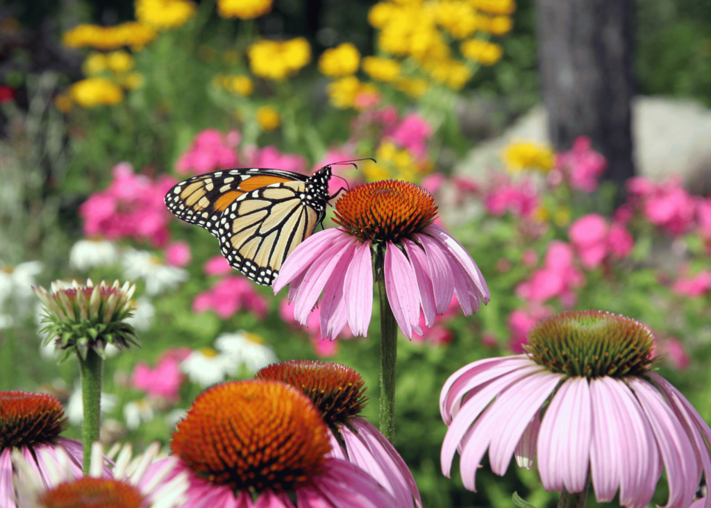 butterfly enjoying a purple coneflower