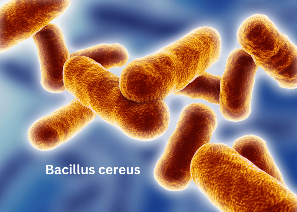 microscopic view of bacillus cereus