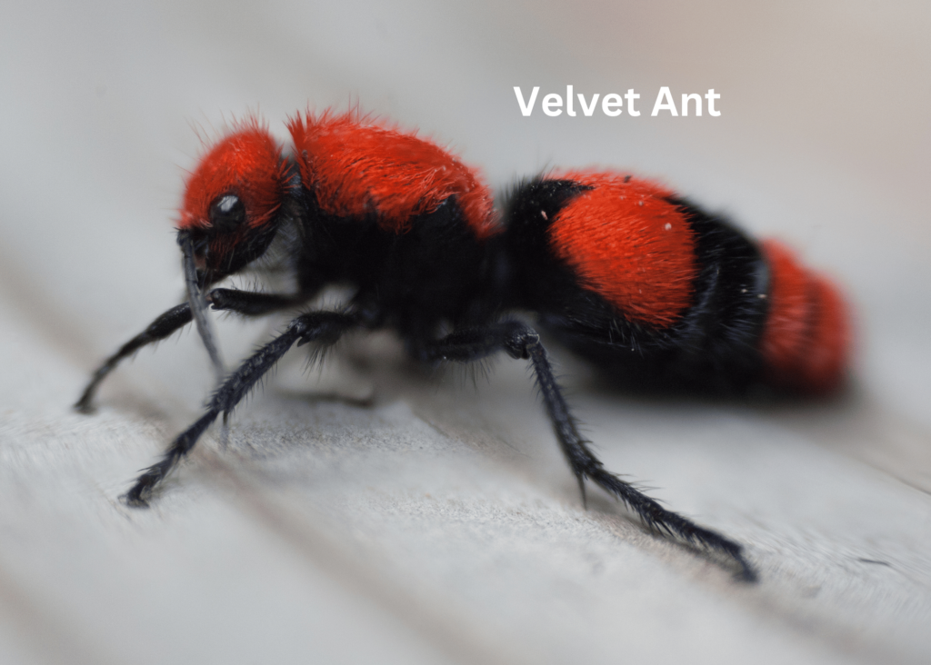 close up photo of a velvet ant