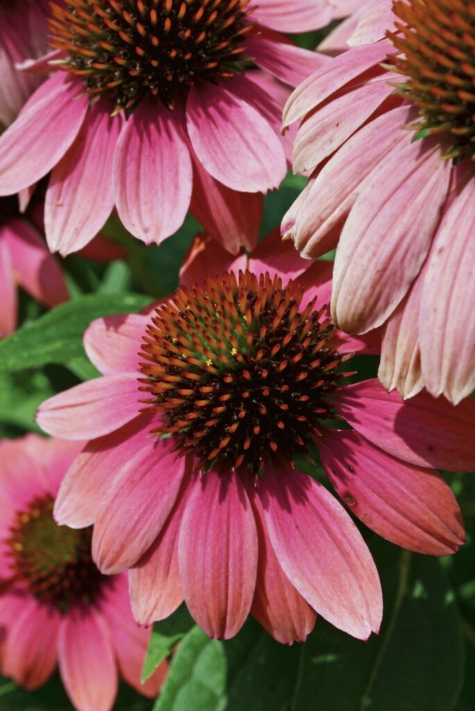 purple coneflowers