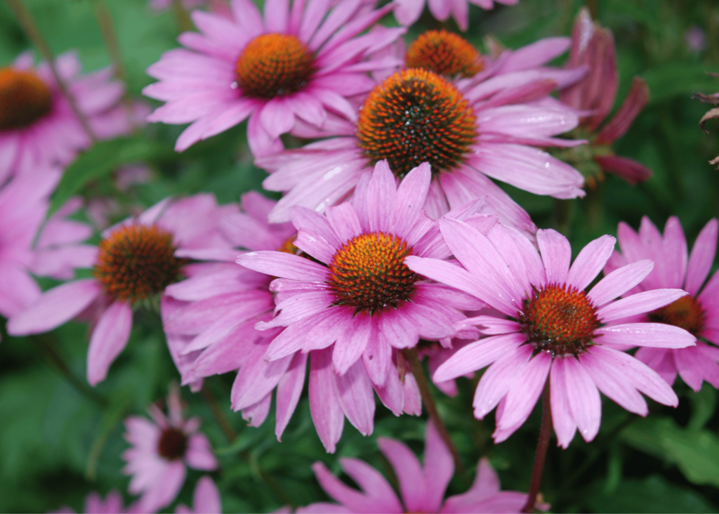 more beautiful purple coneflowers