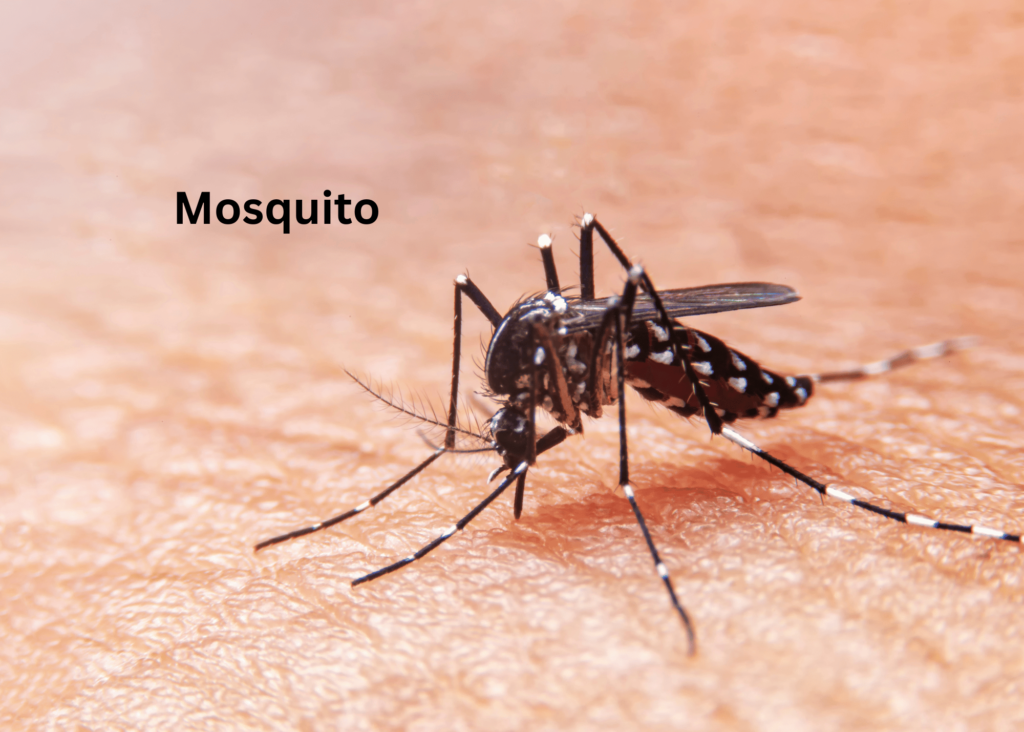 close up of mosquito