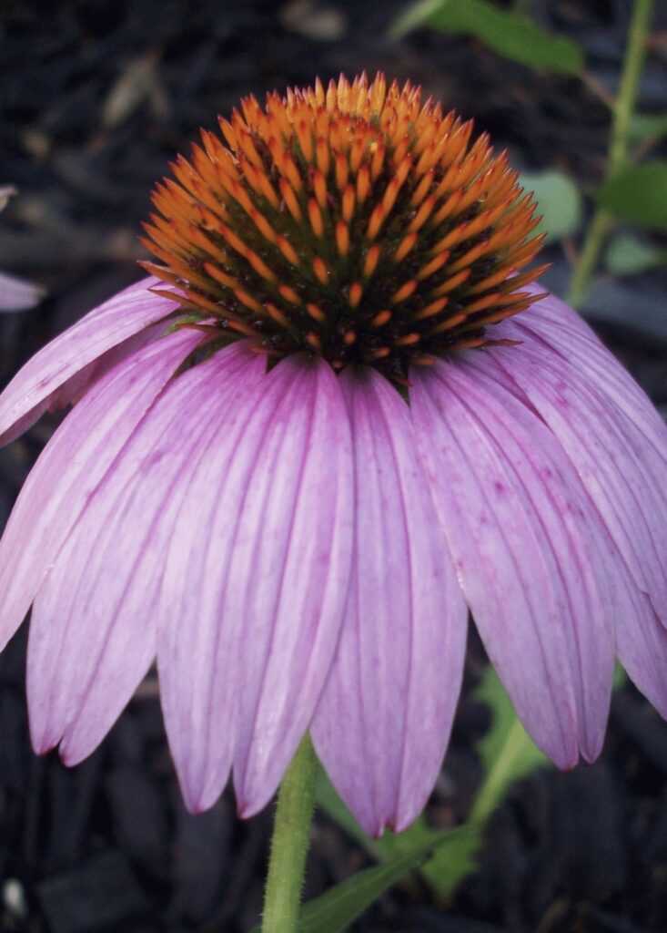 coneflower