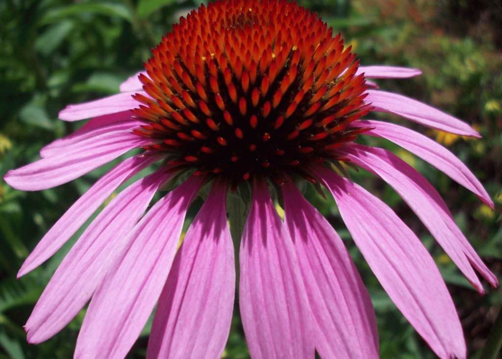 echniceae flower