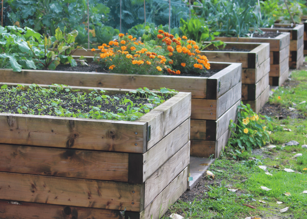 raised garden beds with different veggies and flowers growing.  the marigolds are pretty