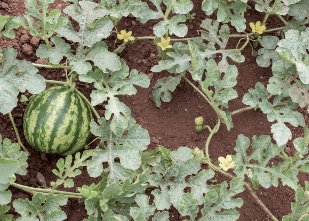 water below plant flowering and growing fruit