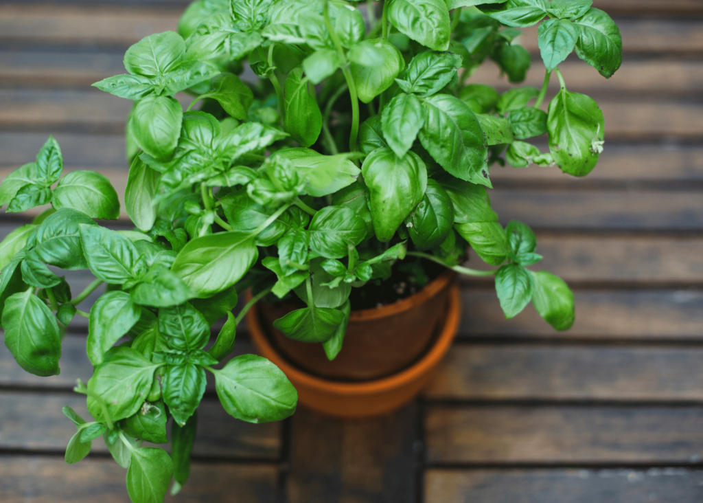 basil growing in a pot