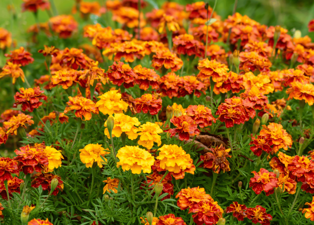 blooming marigolds