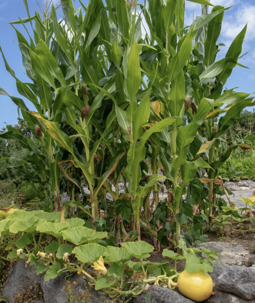 the three sisters growing in a garden - traditional Native American method of planting corn, beans, and squash