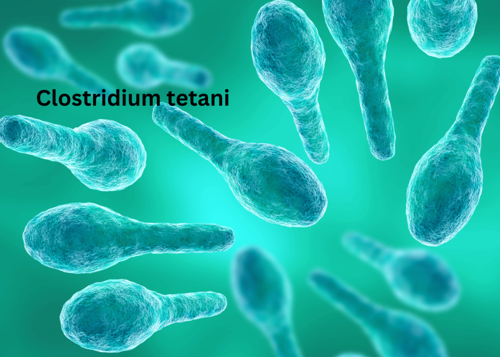 under a microscopic Clostridium tetanus, the bacterium that causes tetanus