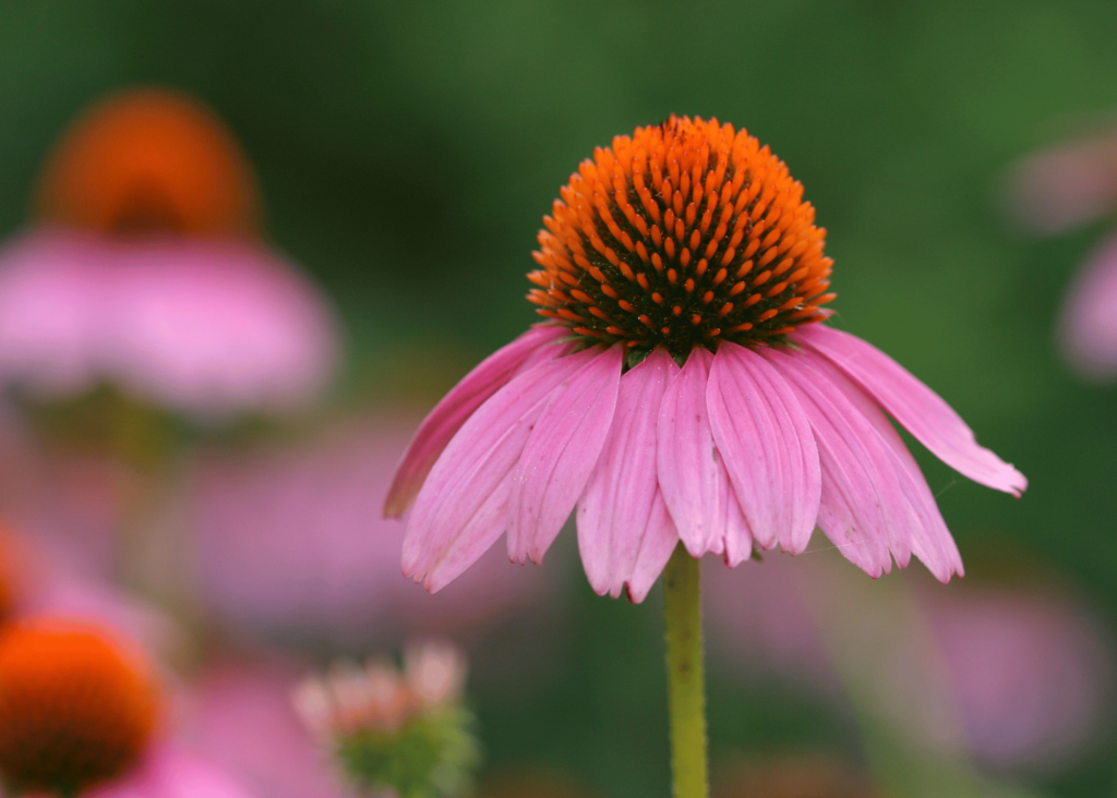 picture of a coneflower with beautiful purple petals and golden crown