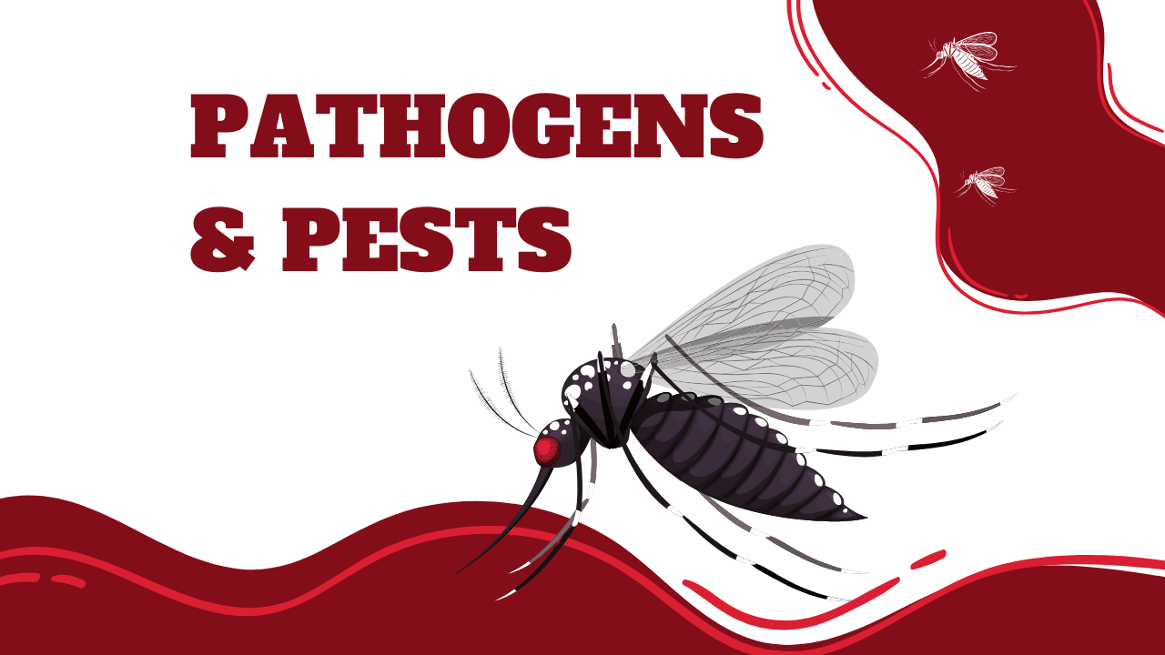 graphic saying pathogens and pests with graphic image of a mosquito