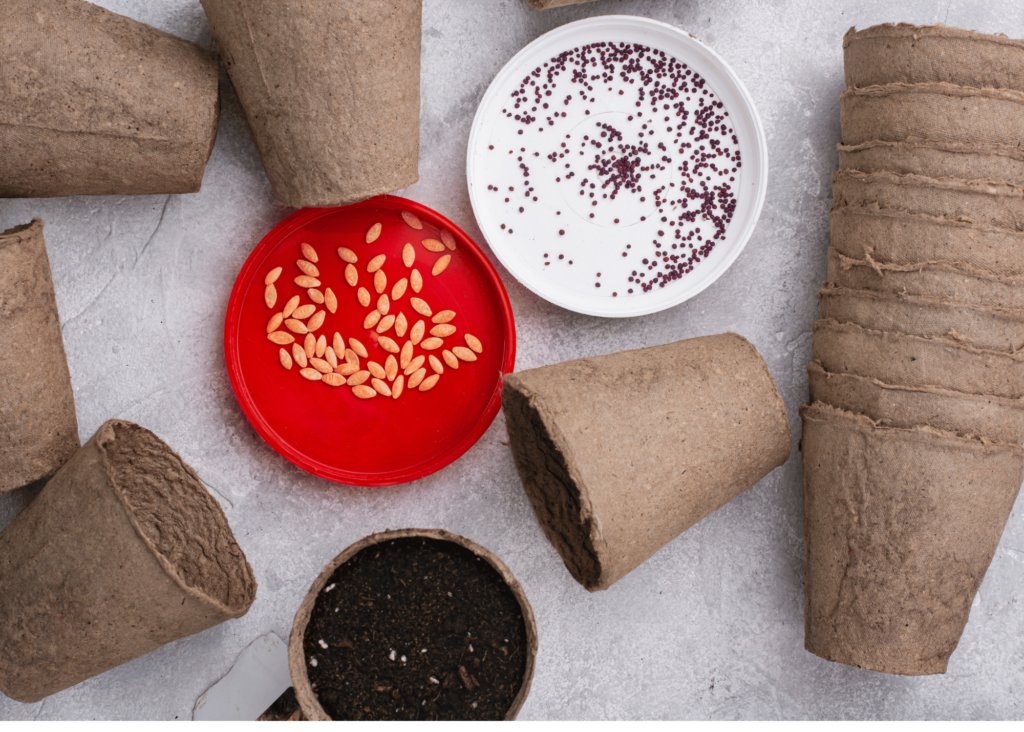 containers (small brown pots) and seeds 