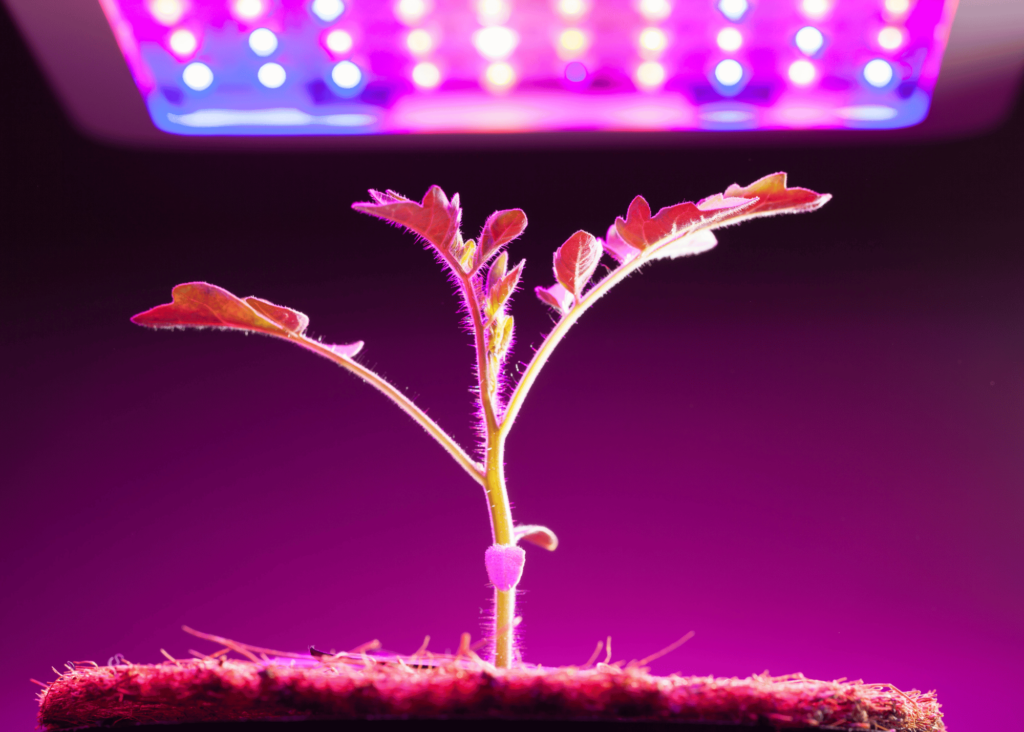 a plant growing under a grow light