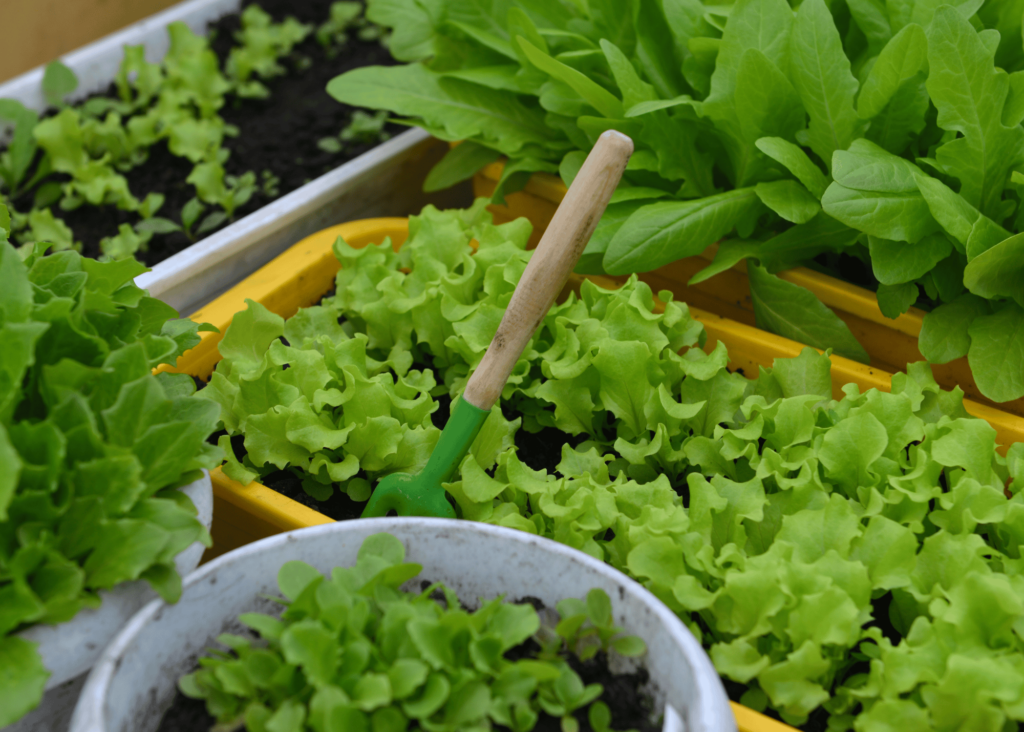 growing lettuce in pots 