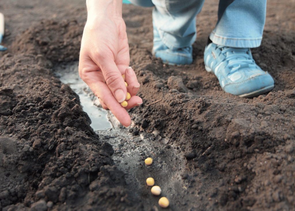 planting seeds in the garden