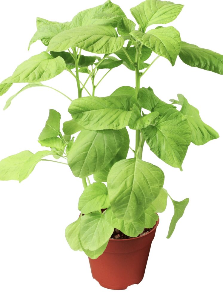 spinach growing in a pot