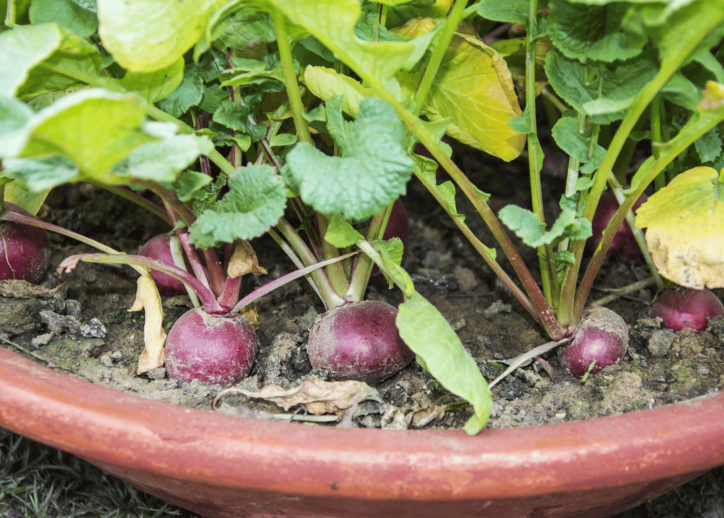 radishes growing in a pot