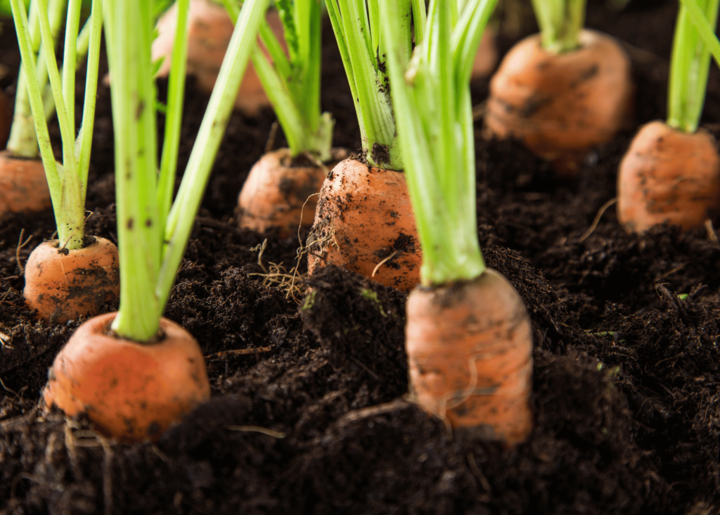 carrots growing in a pot