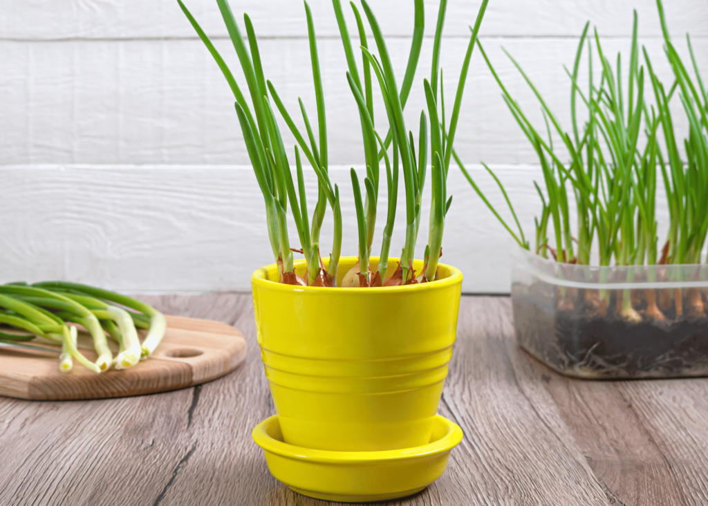 growing green onions in a pot and small container 