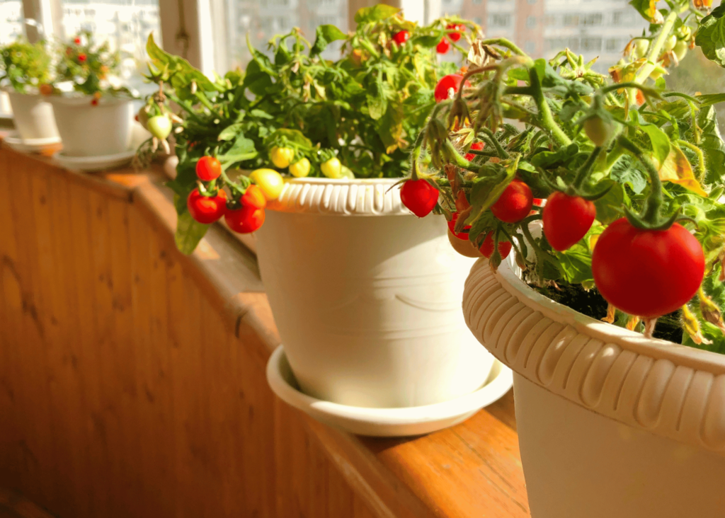 tomatoes growing in pots on a sunny windowsill