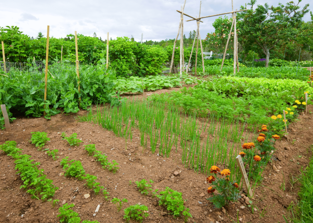 a large vegetable garden