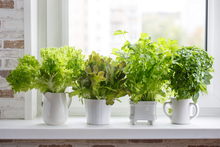 vegetables growing in pots on a windowsill