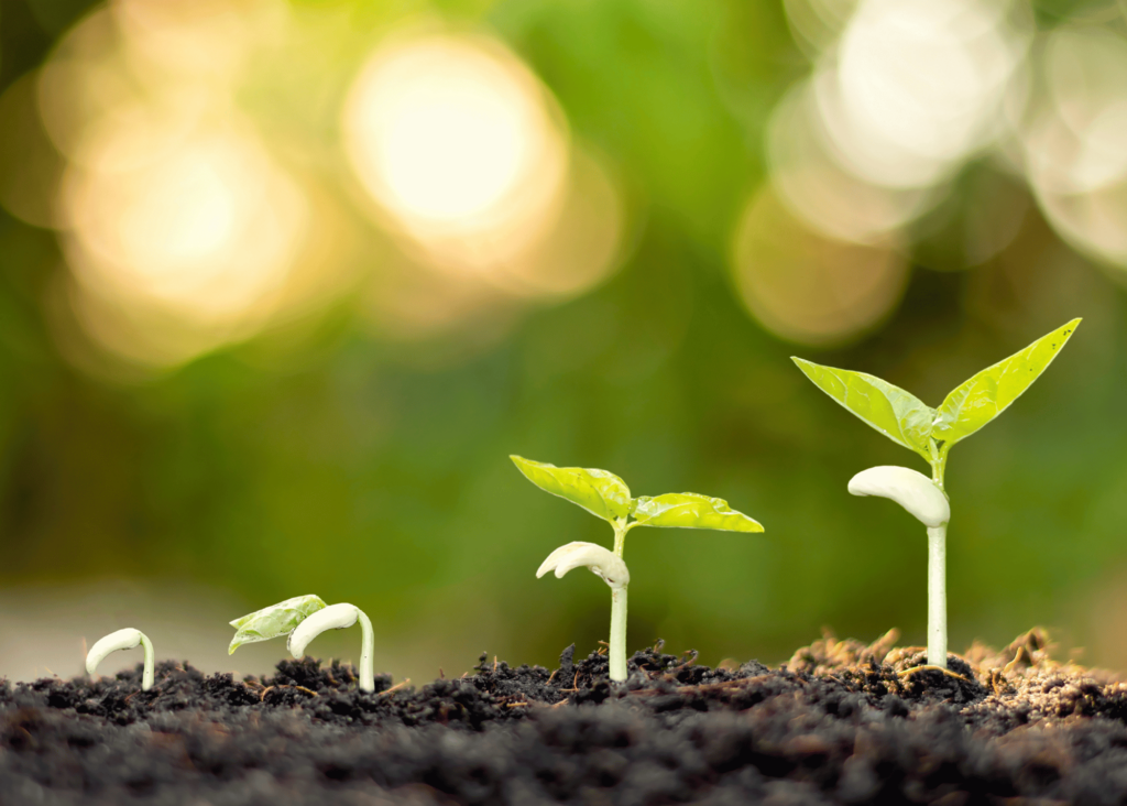 stock photo of seedling growth progression