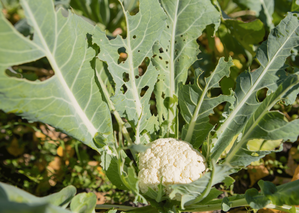 cauliflower growing in the garden