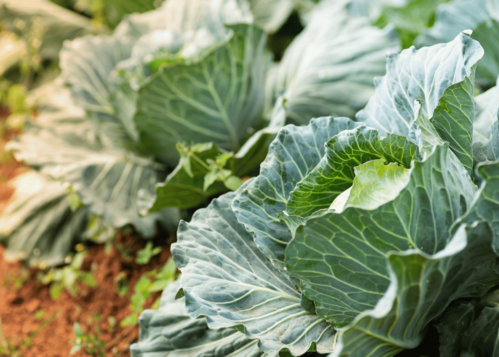 cabbage growing in the garden