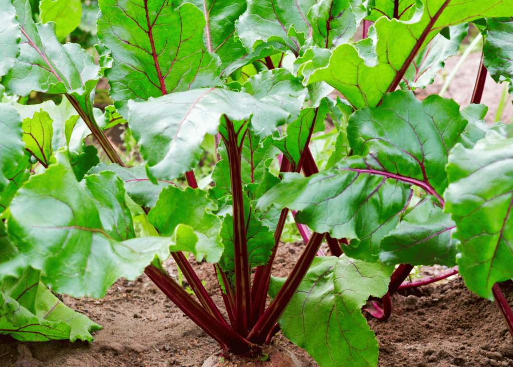 picture of beets growing in a garden