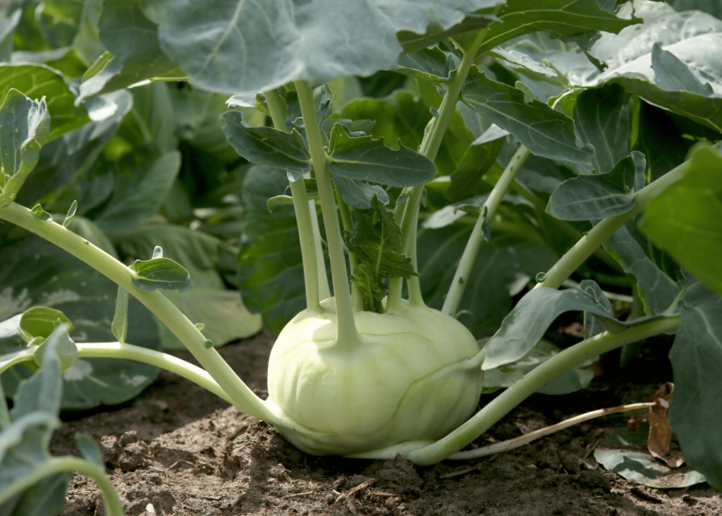 kohlrabi growing in the garden