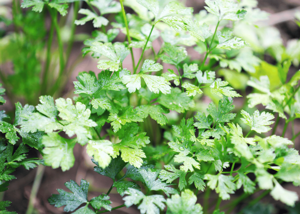 parsley growing in the garden