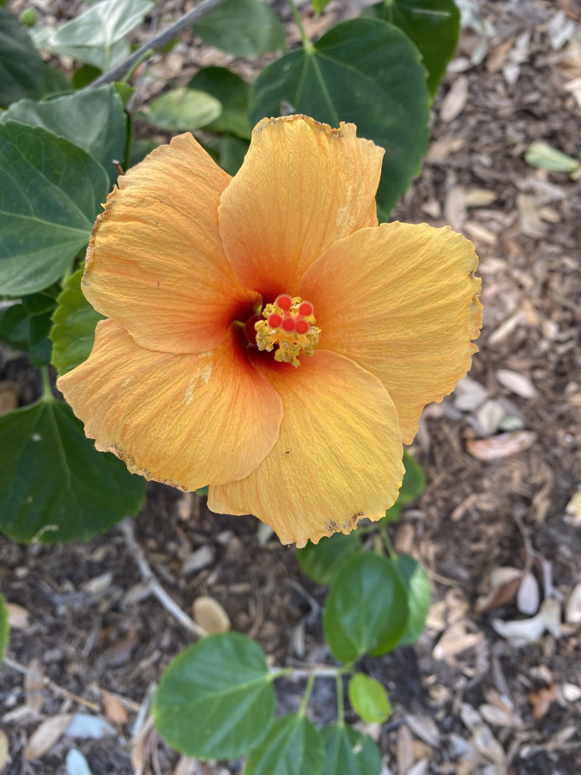 a hibiscus in bloom with a beautiful flower