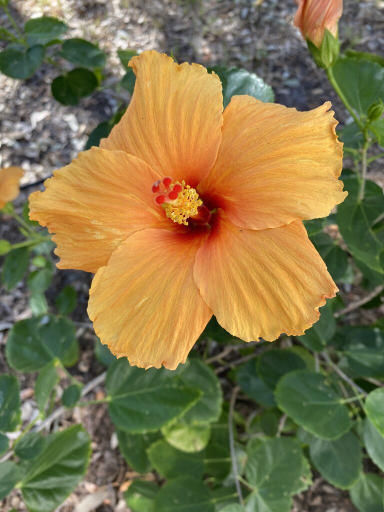 hibiscus blooming a gorgeous orange color