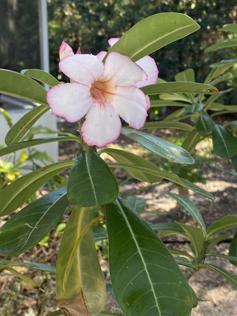 desert rose blooming