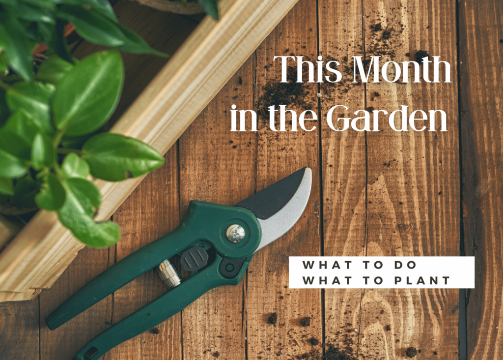 picture of a wood deck with a plant and pruners with the words "This Month in the Garden" - "What To Do, What to Plant"