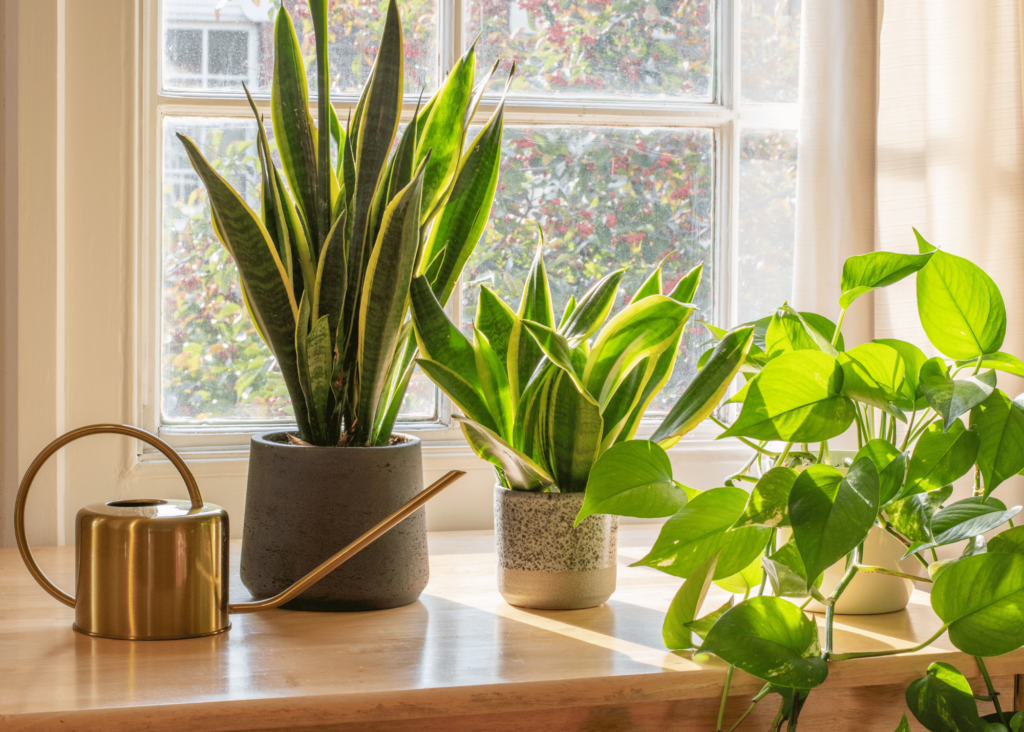 houseplants sitting in a sunny windowsill