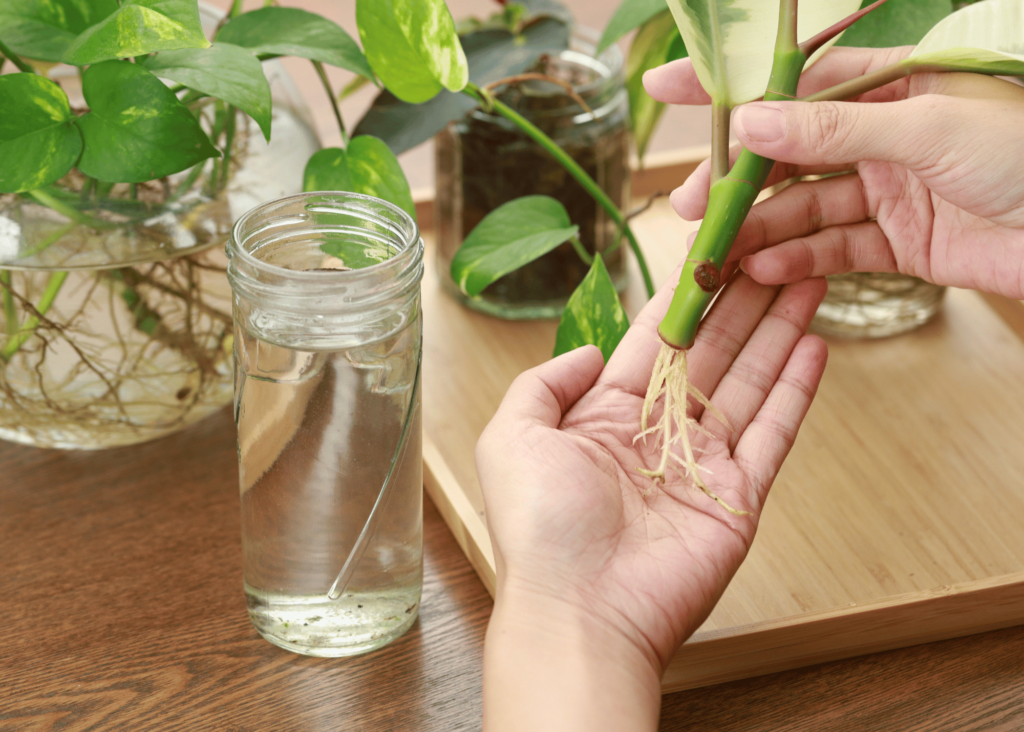 propagating plant cuttings in water...look at those nice new roots!  