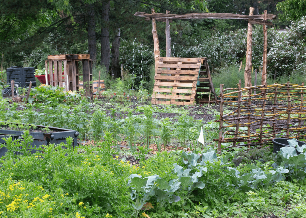 stock photo of an overgrown vegetable garden