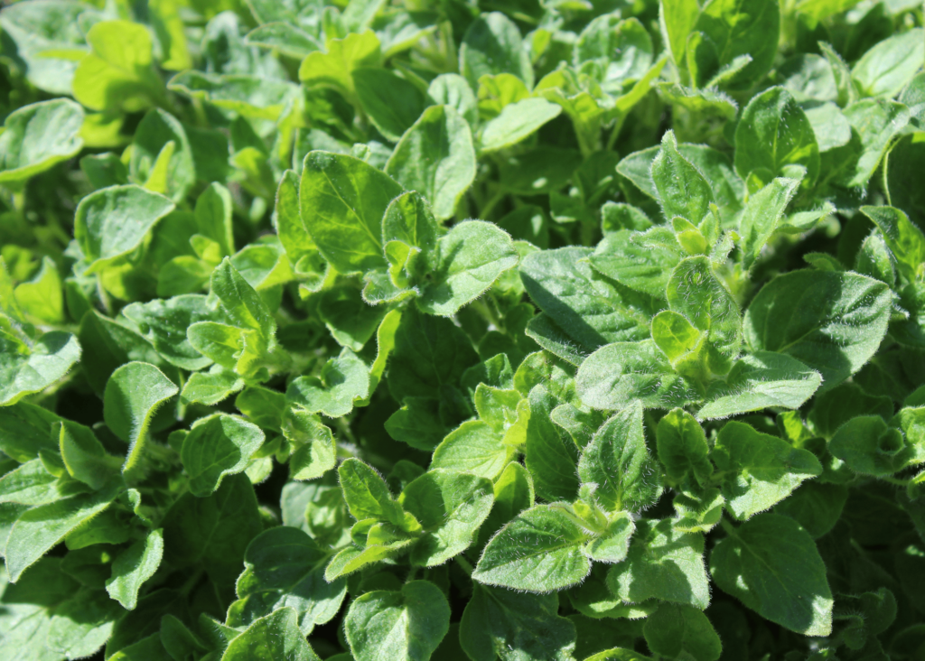 oregano growing in the garden