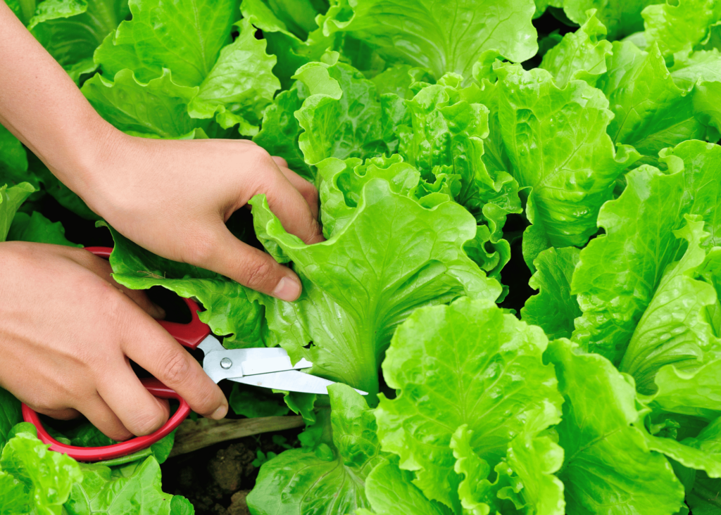 harvesting lettuce